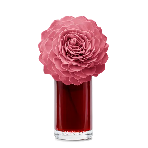 Vanilla Rose — Large Dahlia Darling Fragrance Flower